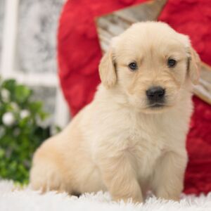 Golden Retriever Puppy Nate