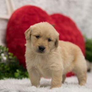 Golden Retriever Puppy Paisley