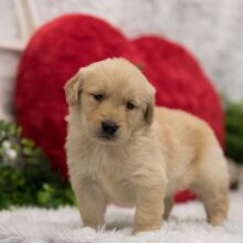 Golden Retriever Puppy Paisley