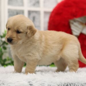 Golden Retriever Puppy Paisley