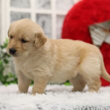 Golden Retriever Puppy Paisley