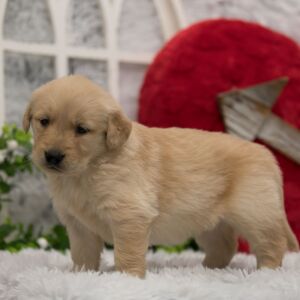 Golden Retriever Puppy Paisley