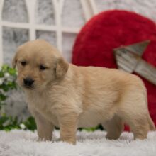 Golden Retriever Puppy Paisley
