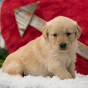 Golden Retriever Puppy Paisley