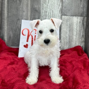 Miniature Schnauzer Puppy Bates