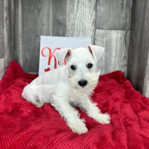Miniature Schnauzer Puppy Bates