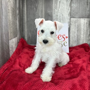 Miniature Schnauzer Puppy Bates