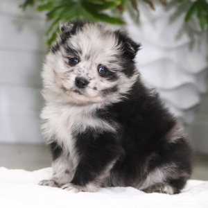 Pomeranian Puppy Olly