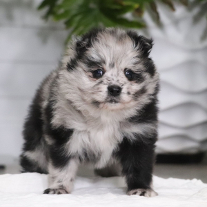 Pomeranian Puppy Olly