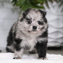 Pomeranian Puppy Olly