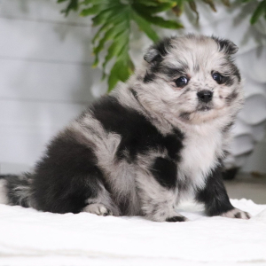 Pomeranian Puppy Olly