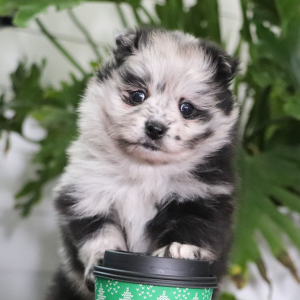Pomeranian Puppy Olly
