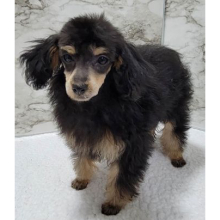 Poodle Puppy Tootsie