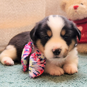 Auggie Puppy Zandy