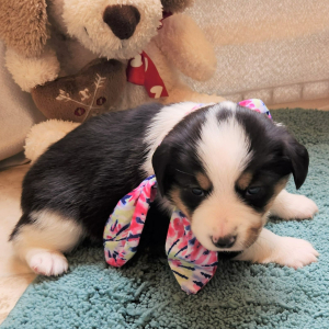 Auggie Puppy Zandy
