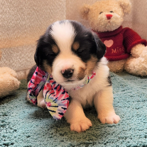Auggie Puppy Zandy