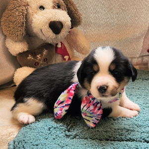 Auggie Puppy Zandy