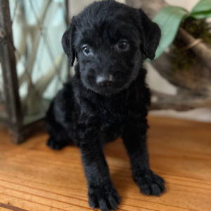 Labradoodle Puppy Cece