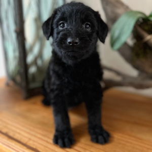Labradoodle Puppy Cece