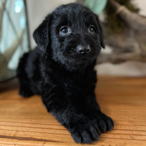 Labradoodle Puppy Cece