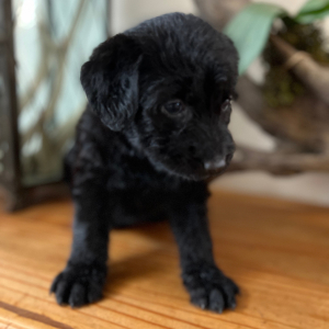 Labradoodle Puppy Cece
