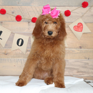 Goldendoodle Puppy Madison