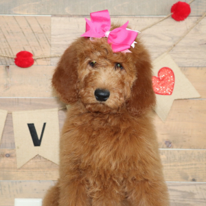 Goldendoodle Puppy Madison