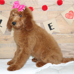 Goldendoodle Puppy Madison
