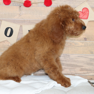 Goldendoodle Puppy Madison