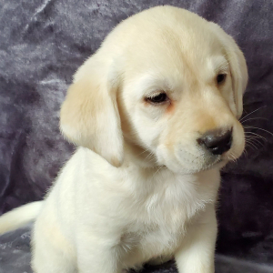 Labrador Retriever Puppy Carter