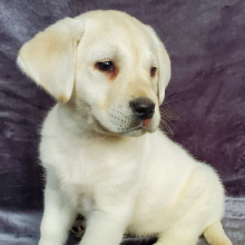 Labrador Retriever Puppy Carter