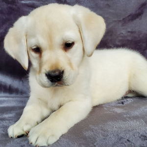 Labrador Retriever Puppy Carter