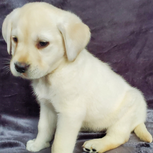 Labrador Retriever Puppy Carter