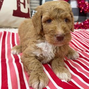 Goldendoodle Puppy Birdie