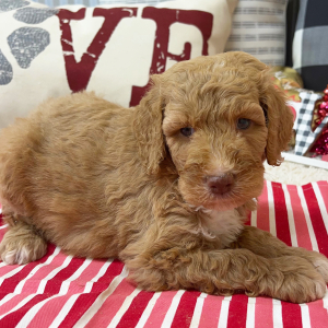 Goldendoodle Puppy Birdie