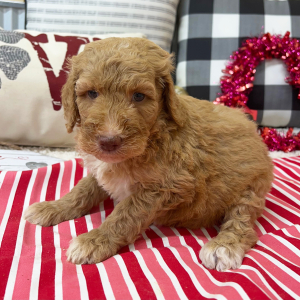 Goldendoodle Puppy Birdie