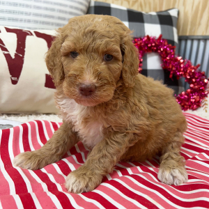 Goldendoodle Puppy Birdie