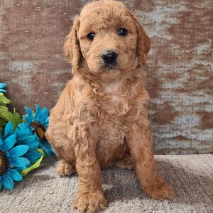 Goldendoodle Puppy Cassie