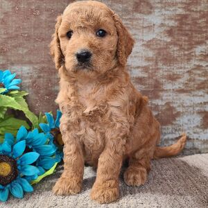 Goldendoodle Puppy Cassie