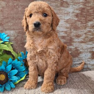 Goldendoodle Puppy Cassie