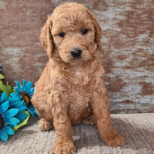 Goldendoodle Puppy Cassie