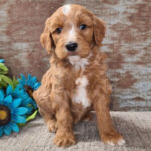 Goldendoodle Puppy Chewy