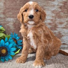 Goldendoodle Puppy Chewy