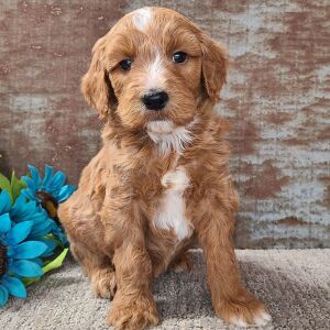Goldendoodle Puppy Chewy