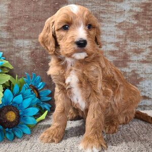 Goldendoodle Puppy Chewy