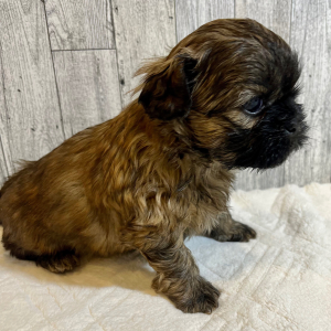 Shih Tzu Puppy Lilo