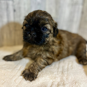 Shih Tzu Puppy Lilo