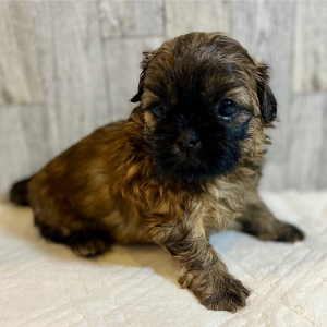 Shih Tzu Puppy Lilo