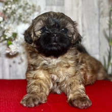 Shih Tzu Puppy Lilo