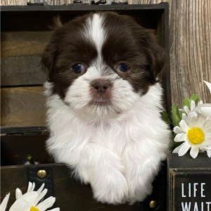 Shih Tzu Puppy Kurt